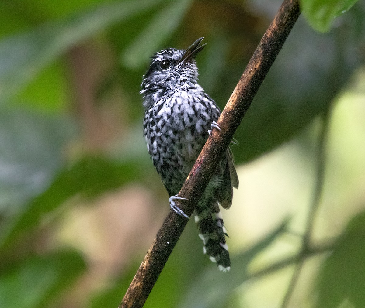 Scaled Antbird - ML642081381