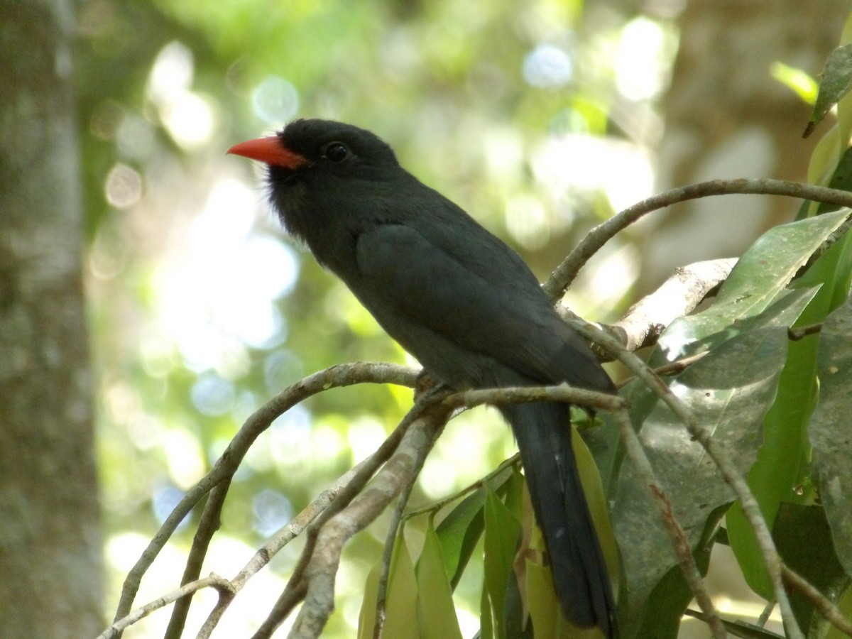 Black-fronted Nunbird - ML642081385