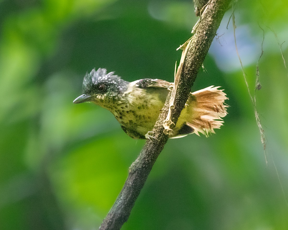 Spot-breasted Antvireo - ML642081395