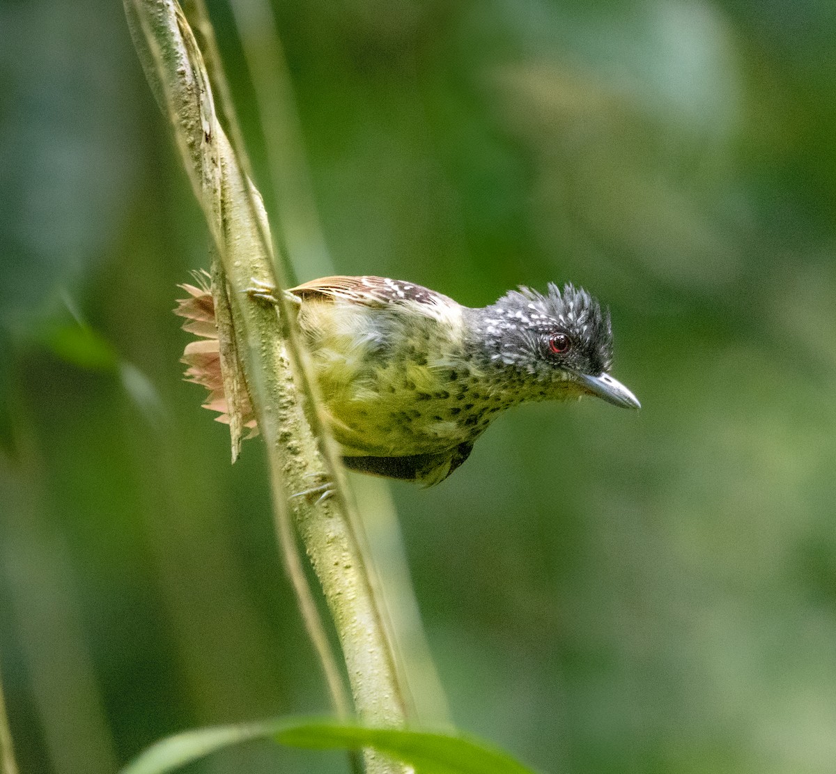Spot-breasted Antvireo - ML642081396