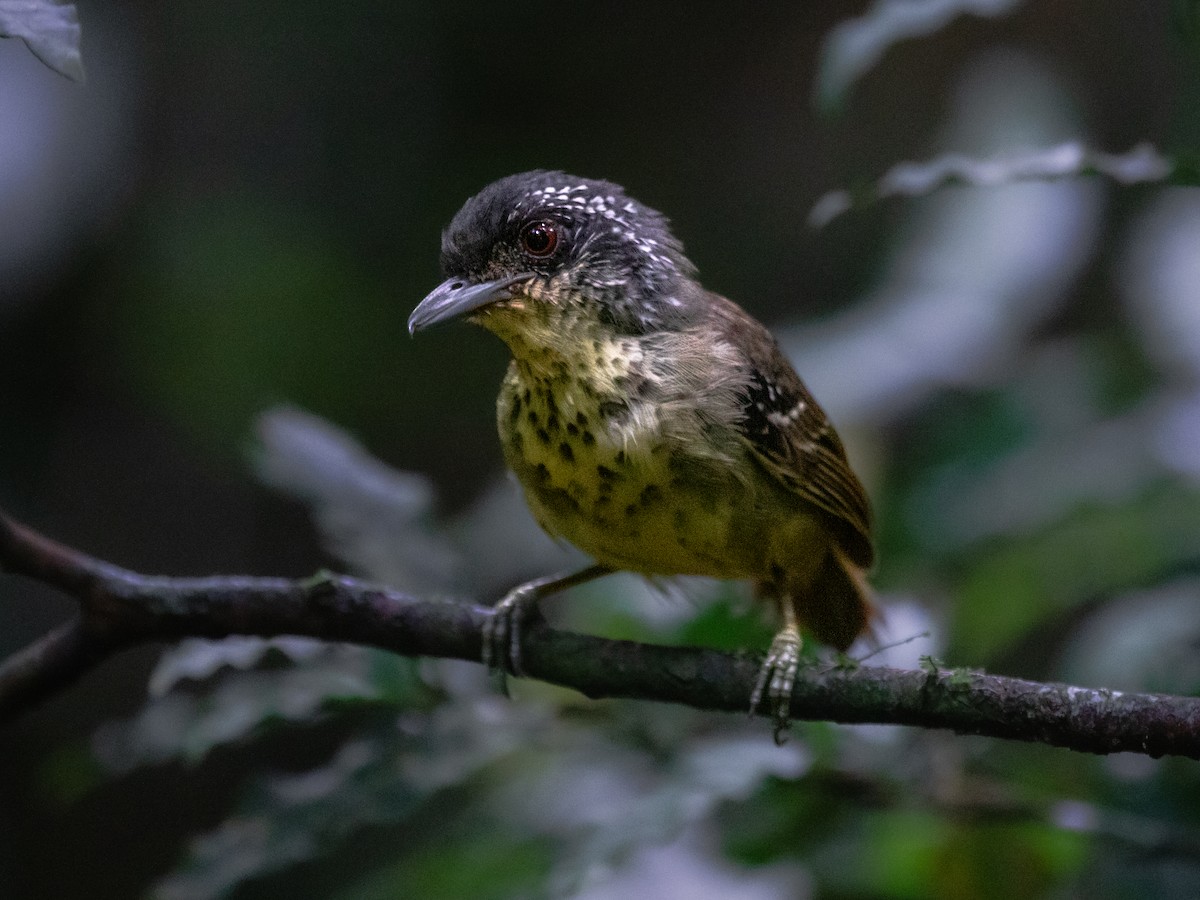 Spot-breasted Antvireo - ML642081397