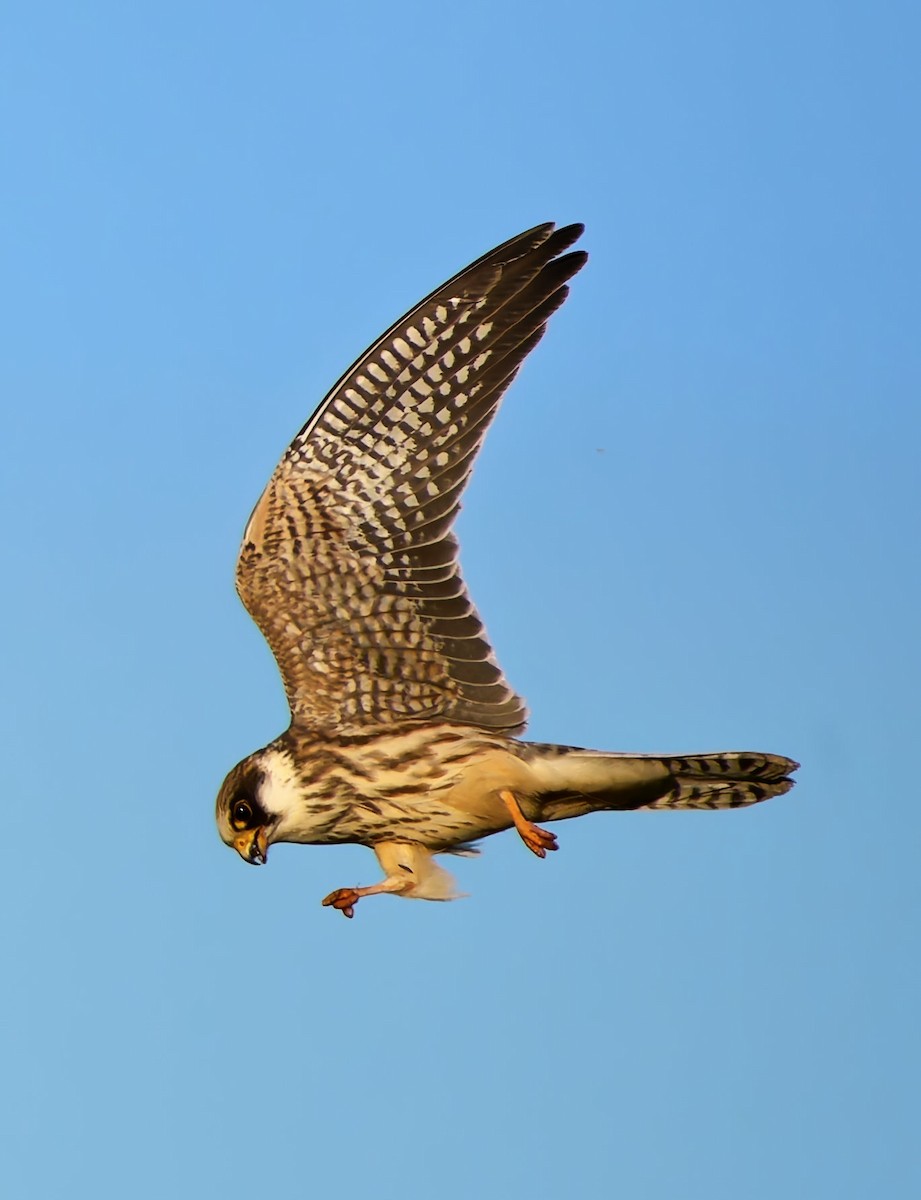 Red-footed Falcon - ML642081401