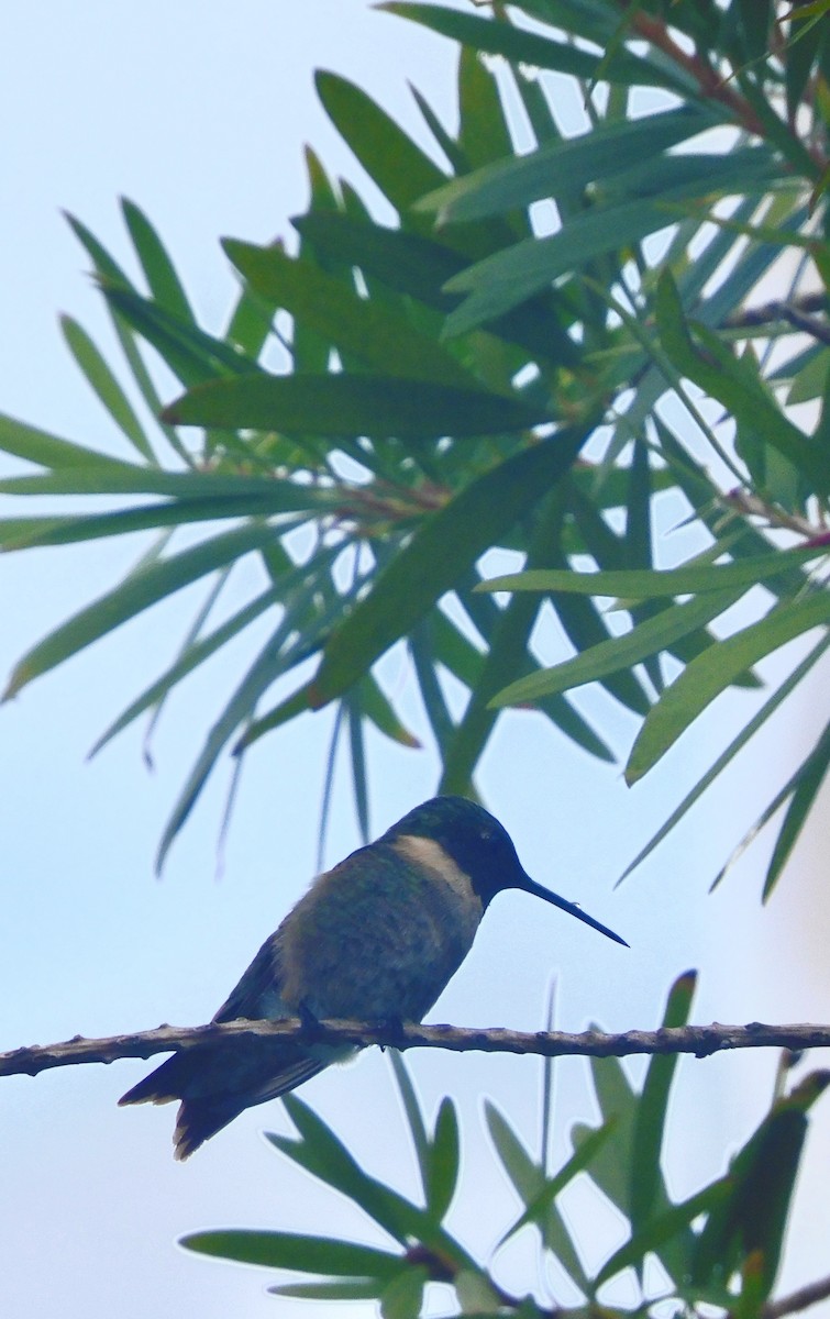 Ruby-throated Hummingbird - ML642081408