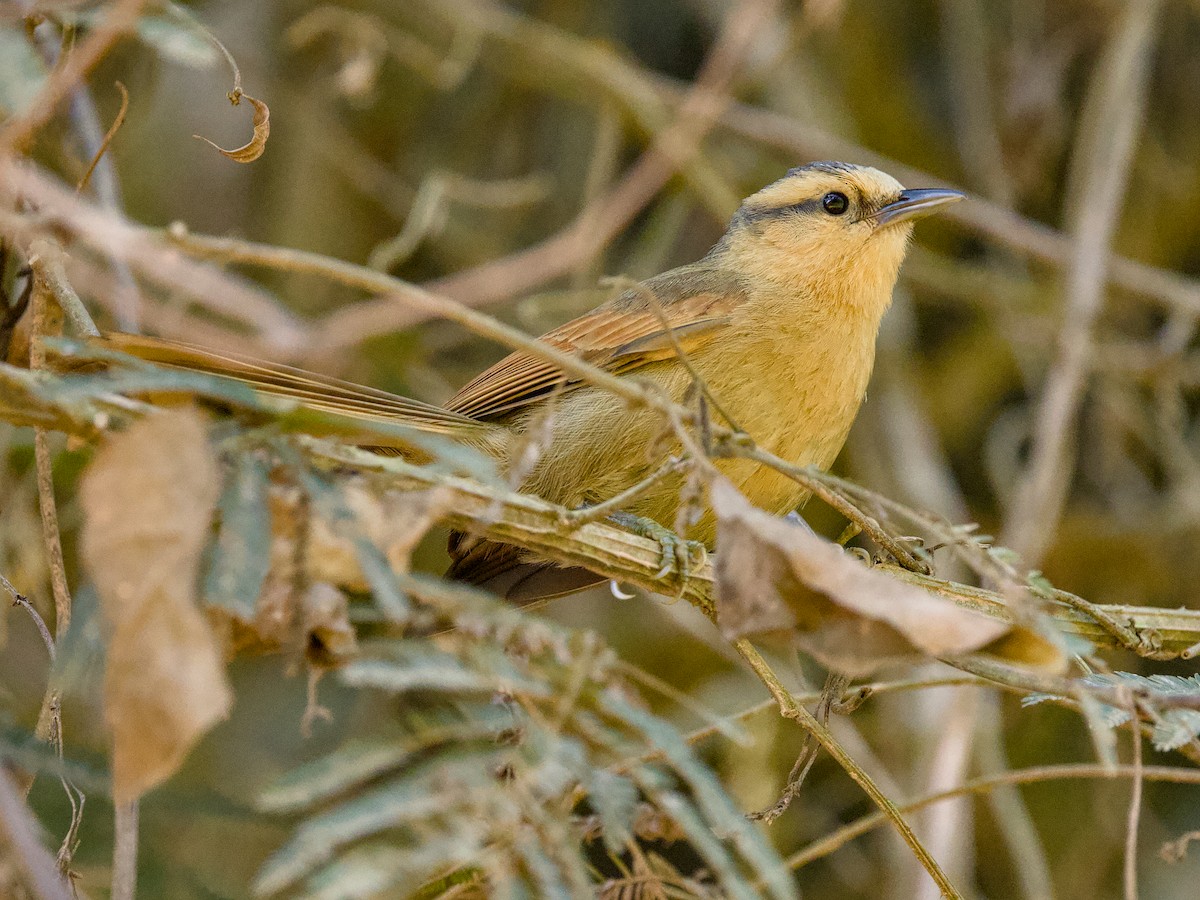 Buff-fronted Foliage-gleaner - ML642081410
