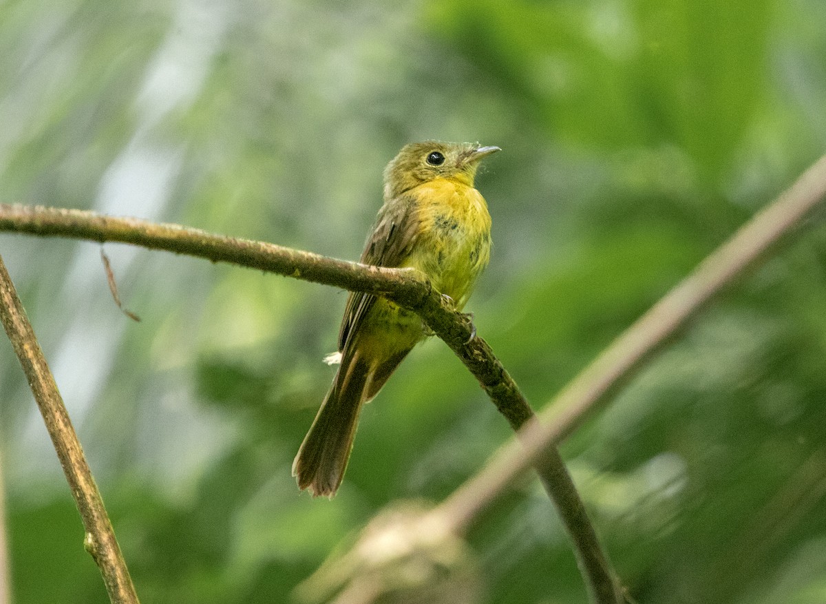 Whiskered Flycatcher - ML642081411