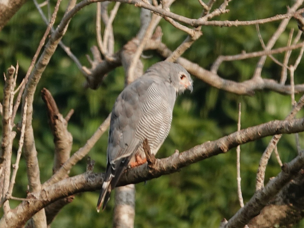 Lizard Buzzard - ML642081427