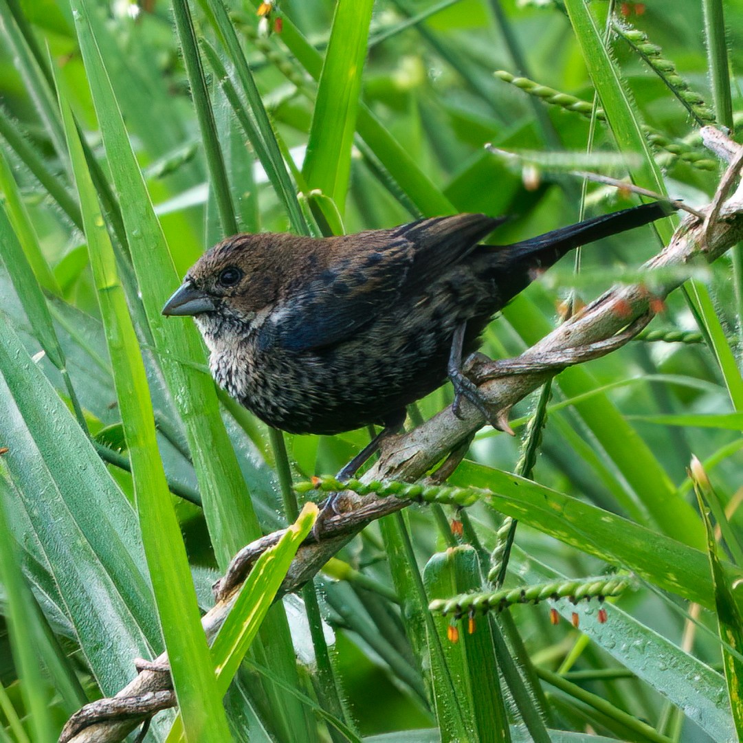 Blue-black Grassquit - ML642081434
