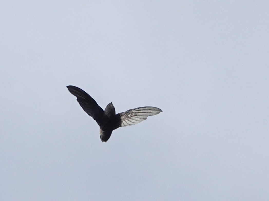 Short-tailed Swift - ML642081445