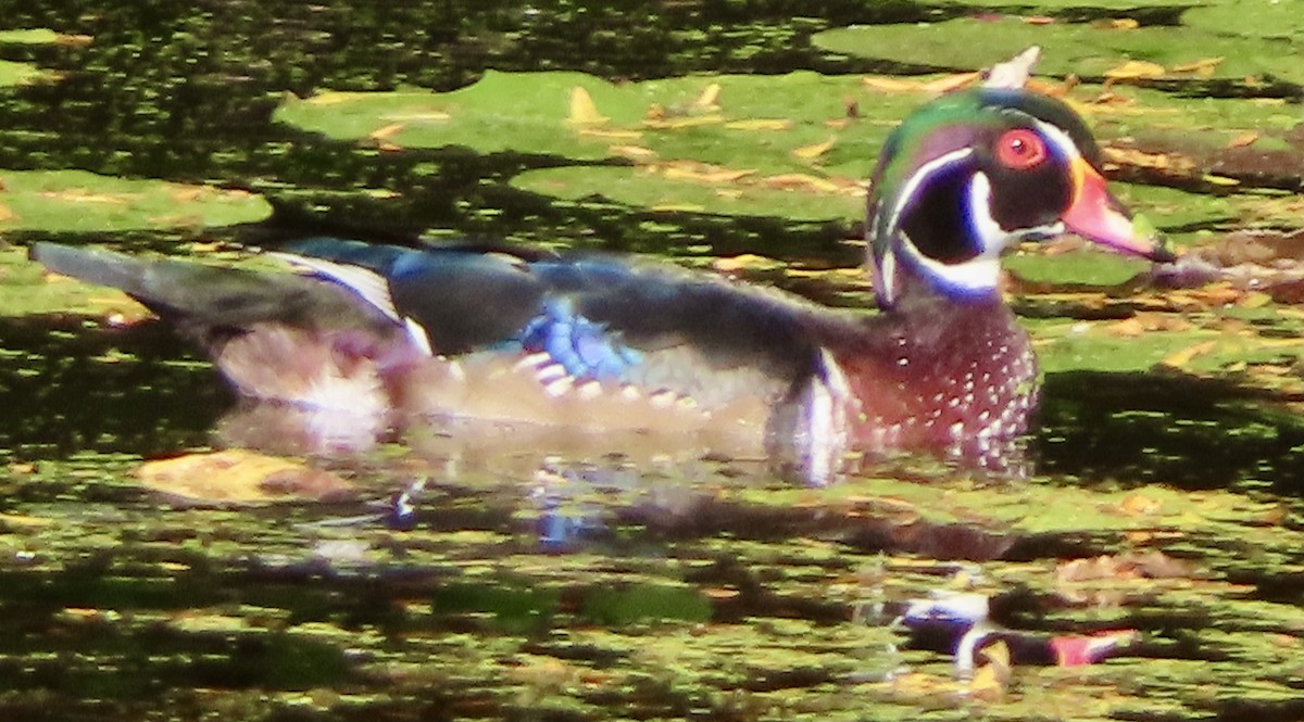 Wood Duck - ML642081446
