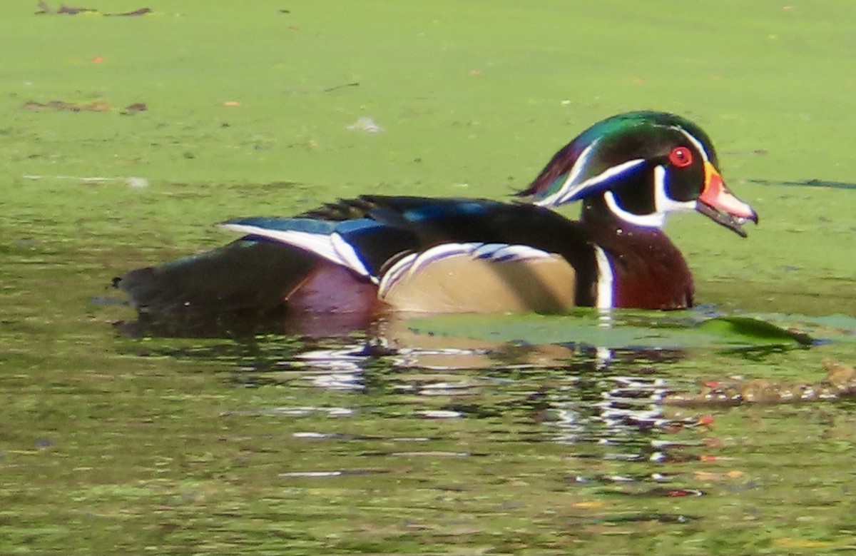 Wood Duck - ML642081447