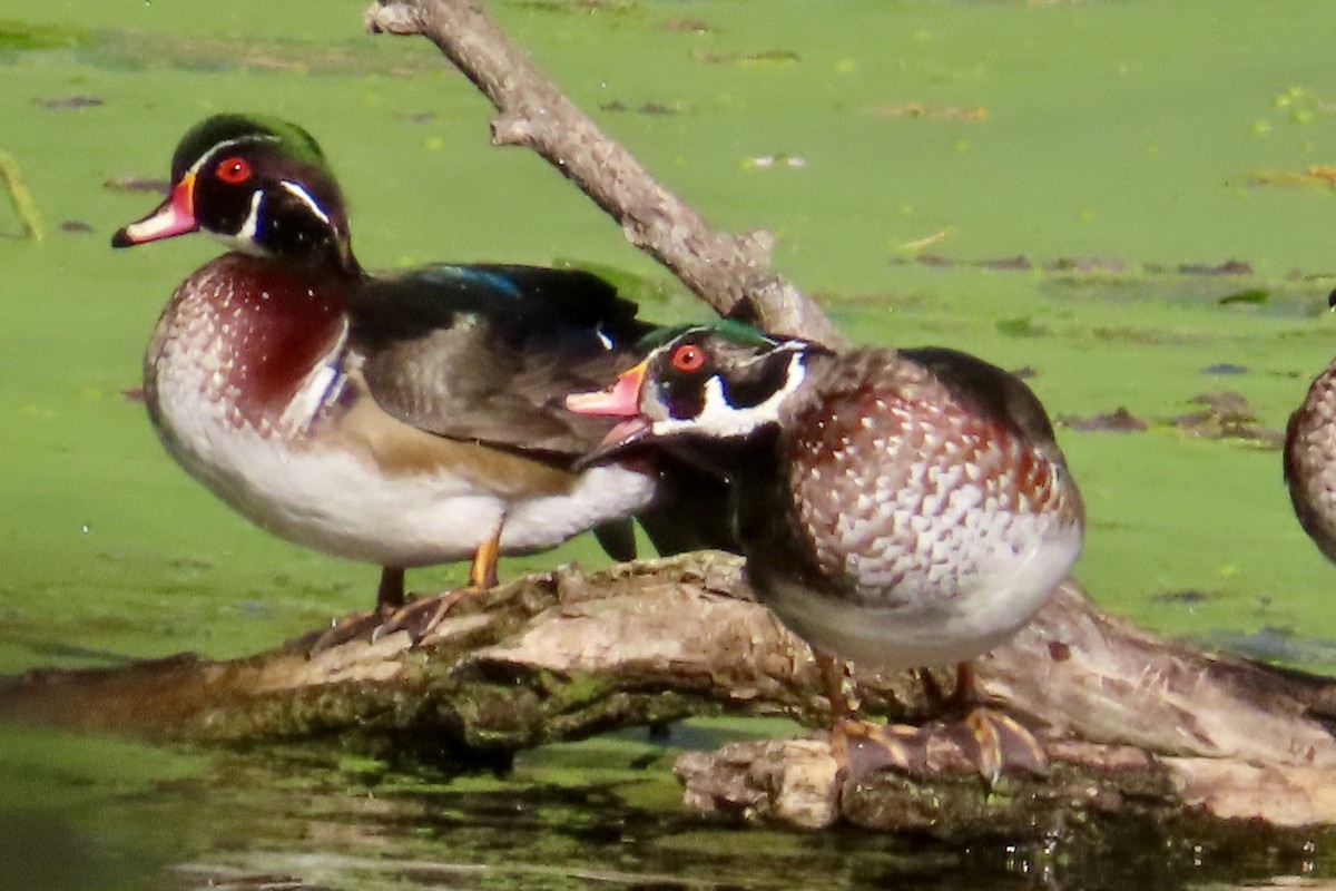Wood Duck - ML642081448