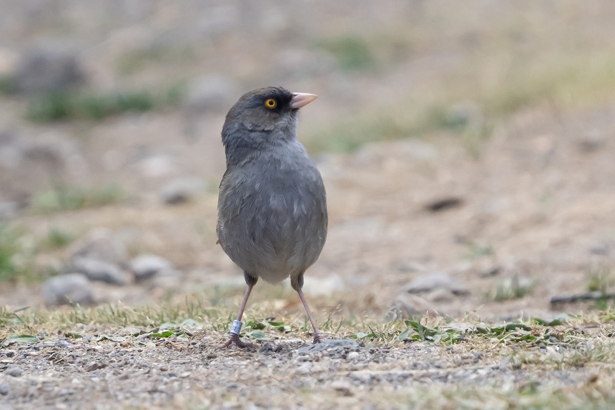 Volcano Junco - ML642081450