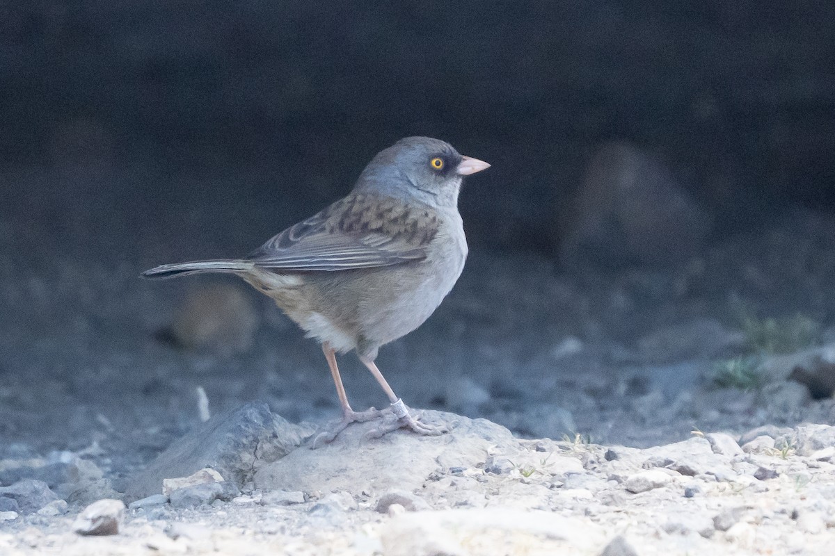 Volcano Junco - ML642081451