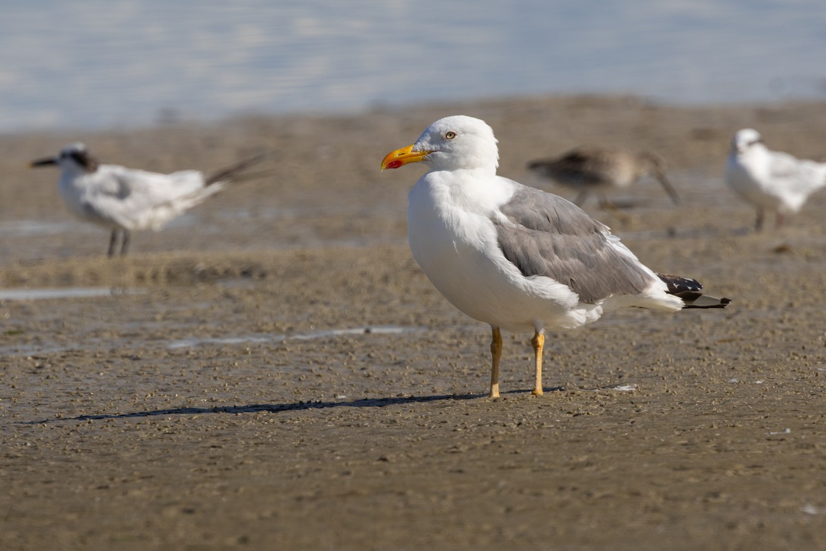Lesser Black-backed Gull - ML642081453