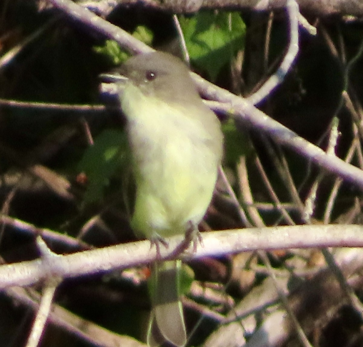 Eastern Phoebe - ML642081457