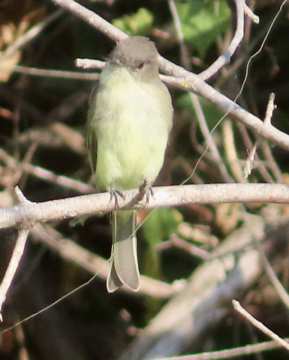 Eastern Phoebe - ML642081458