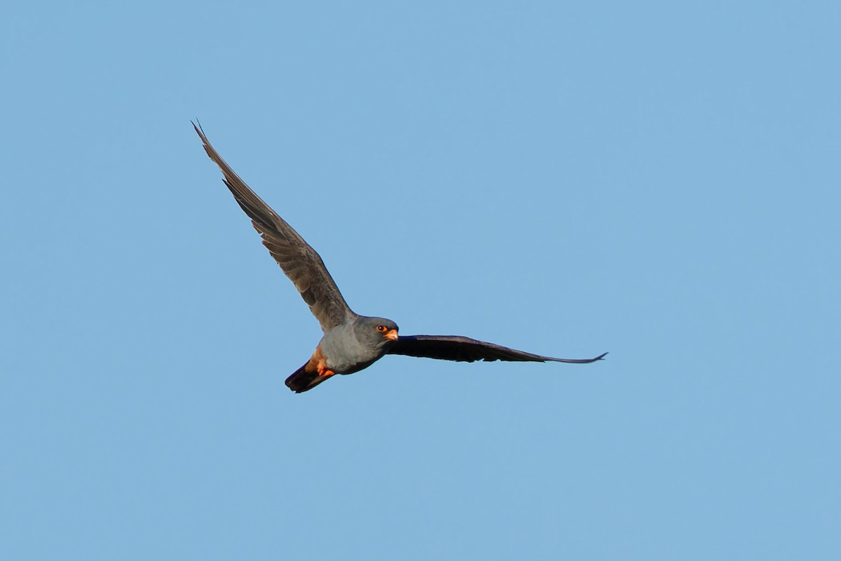 Red-footed Falcon - ML642081472