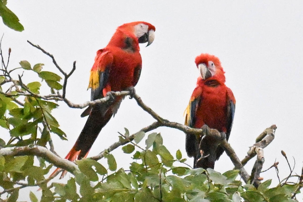 Scarlet Macaw - ML642081474