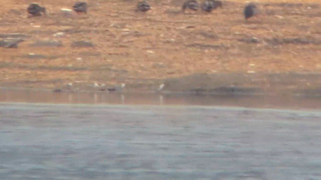 Гурвалж элсэг - ML642081476