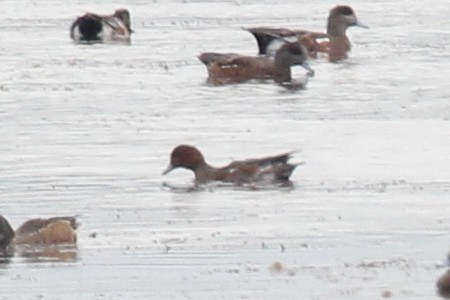 Eurasian Wigeon - ML642081477