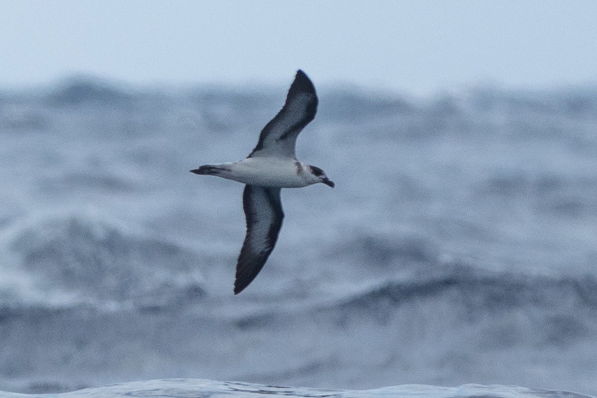 Black-capped Petrel - ML642081479