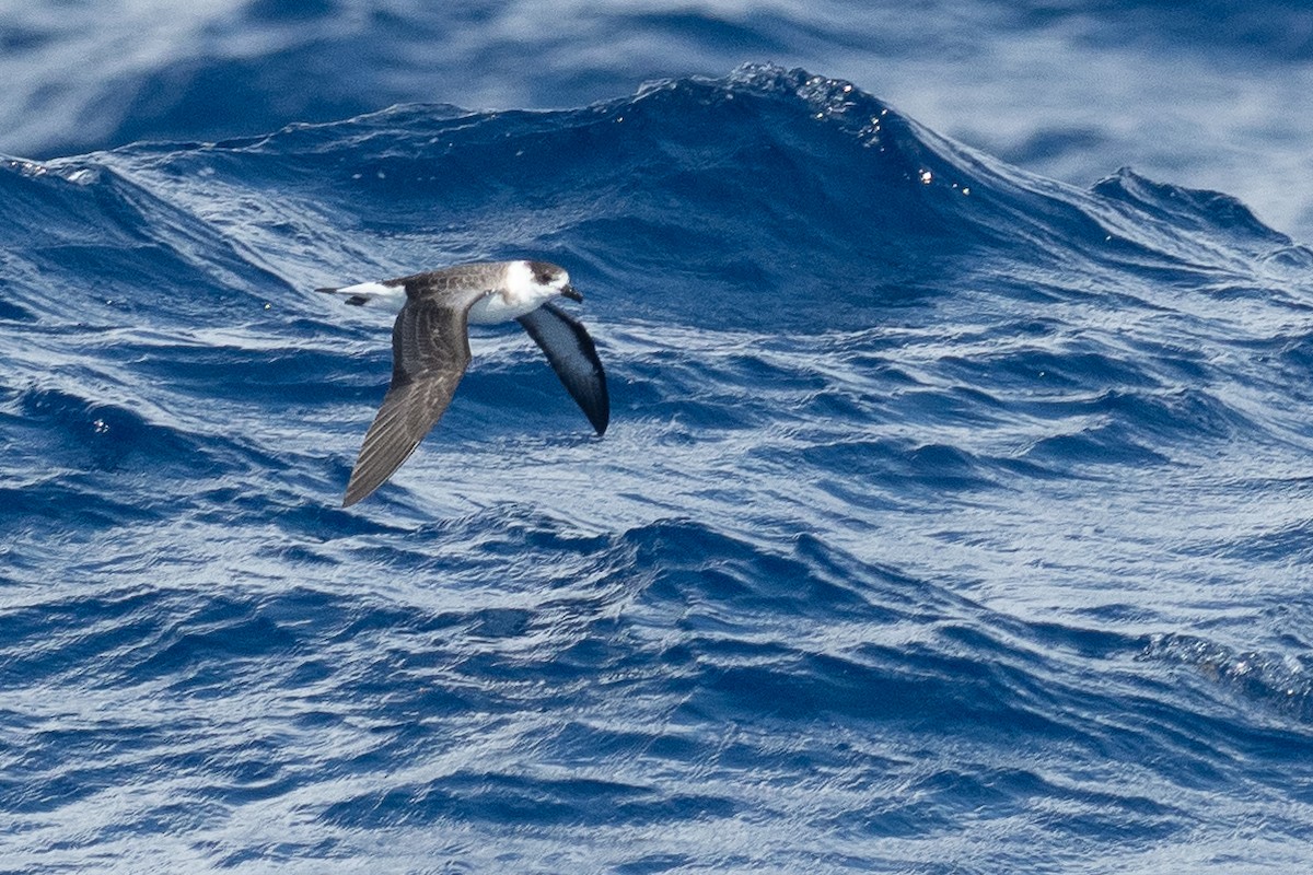 Black-capped Petrel - ML642081480