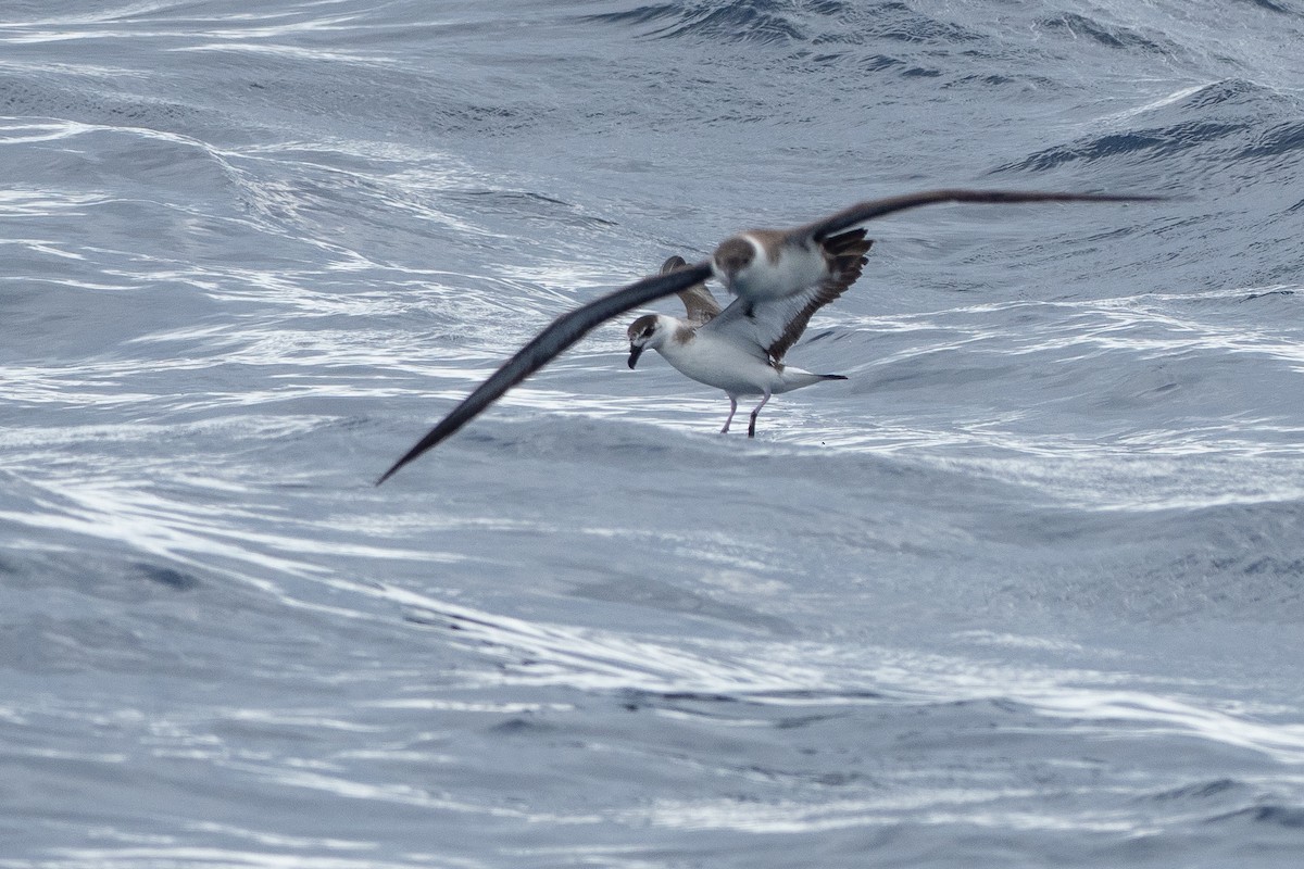 Black-capped Petrel - ML642081481