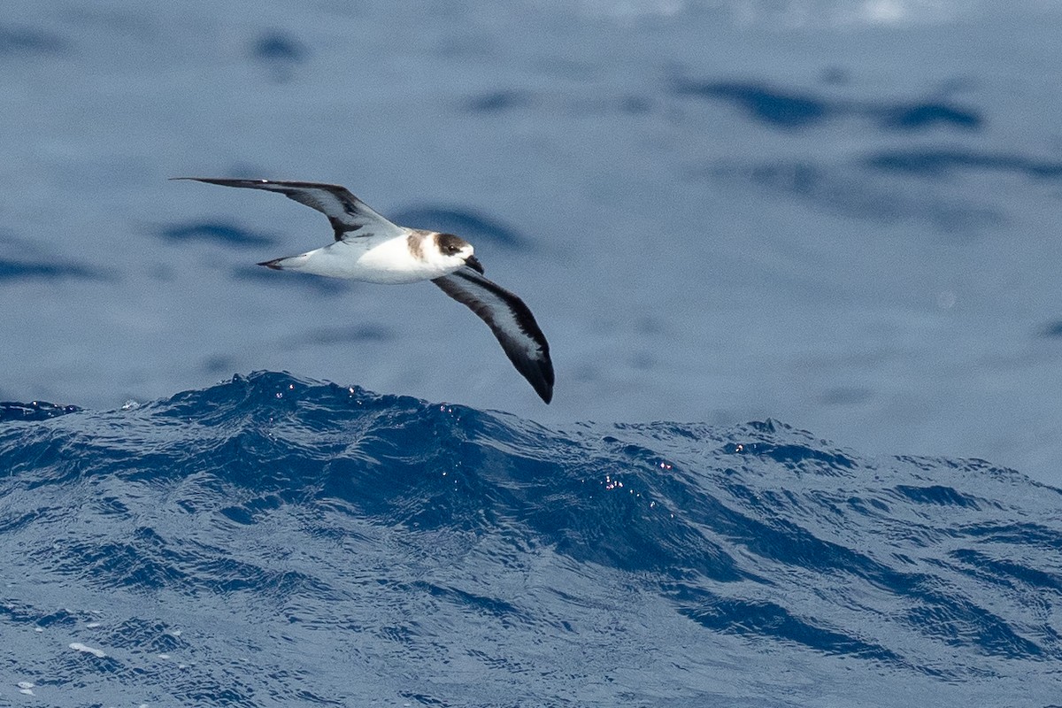 Black-capped Petrel - ML642081482