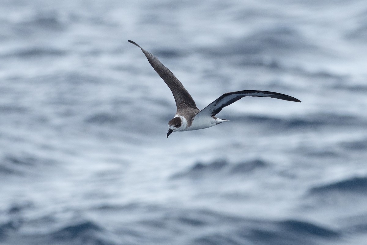 Black-capped Petrel - ML642081484