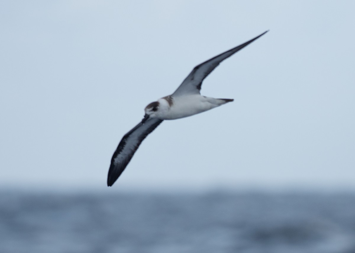 Black-capped Petrel - ML642081486