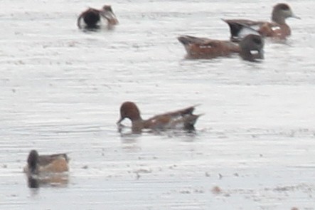 Eurasian Wigeon - ML642081487