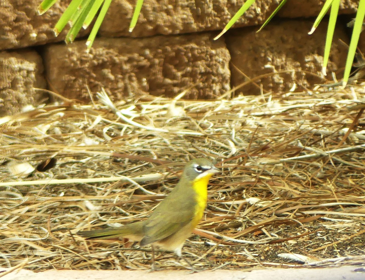Yellow-breasted Chat - ML642081490