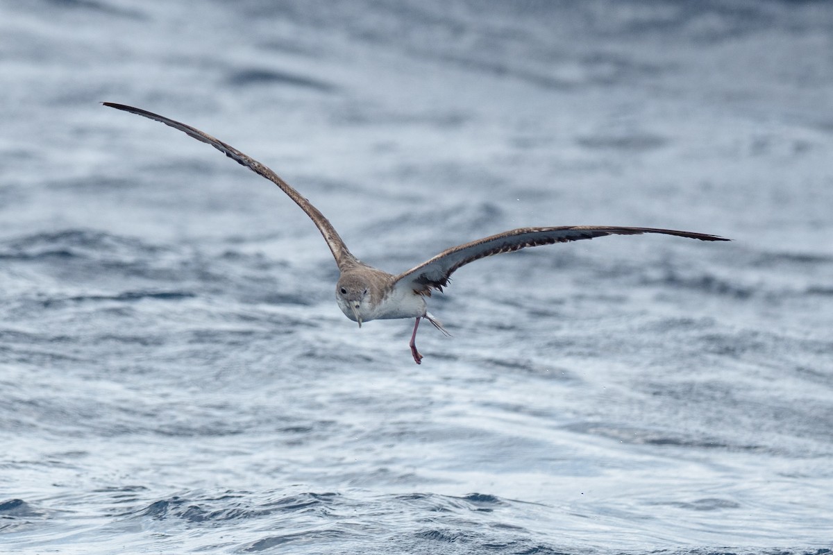 Cory's/Scopoli's Shearwater - ML642081492