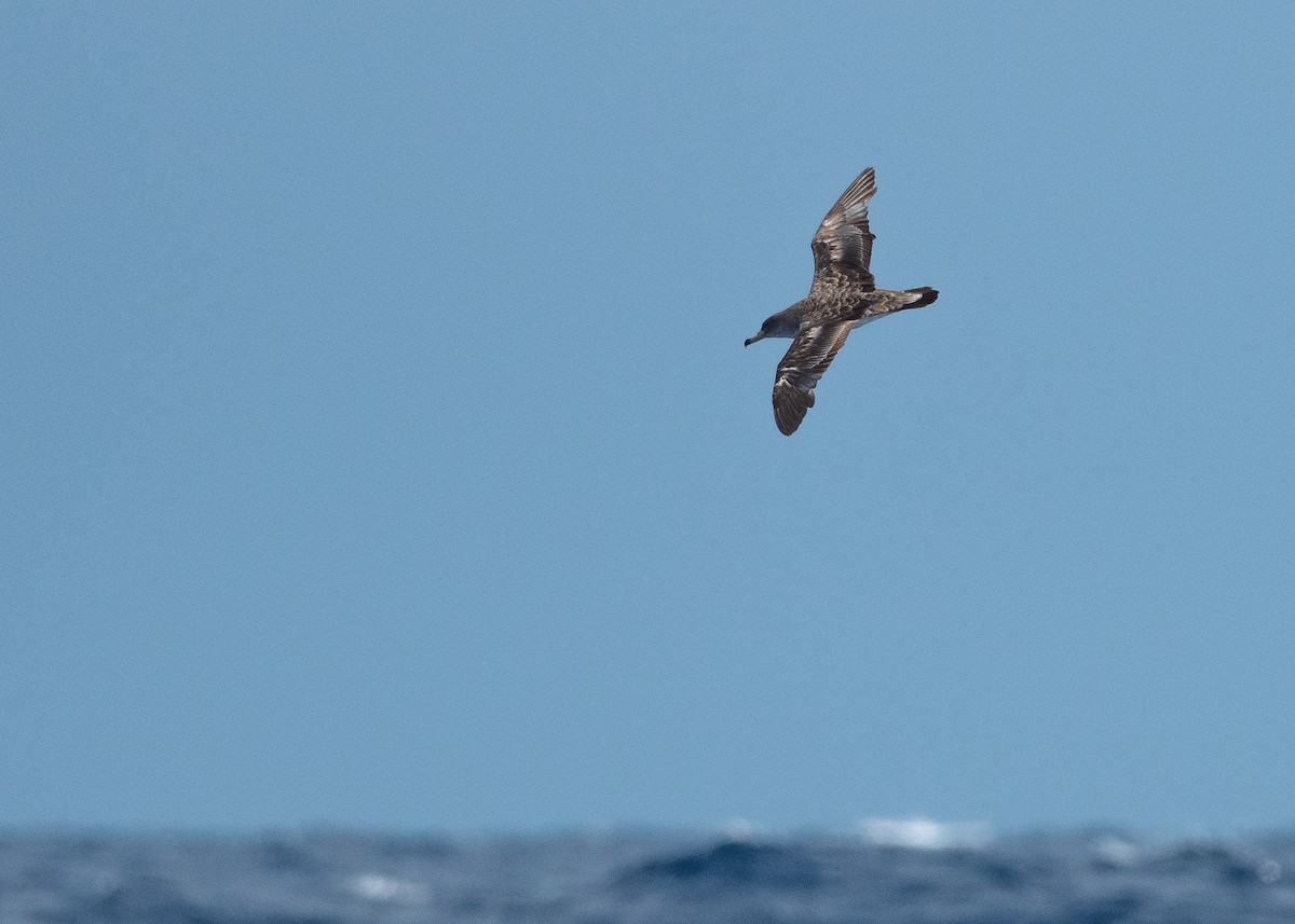Cory's/Scopoli's Shearwater - ML642081493