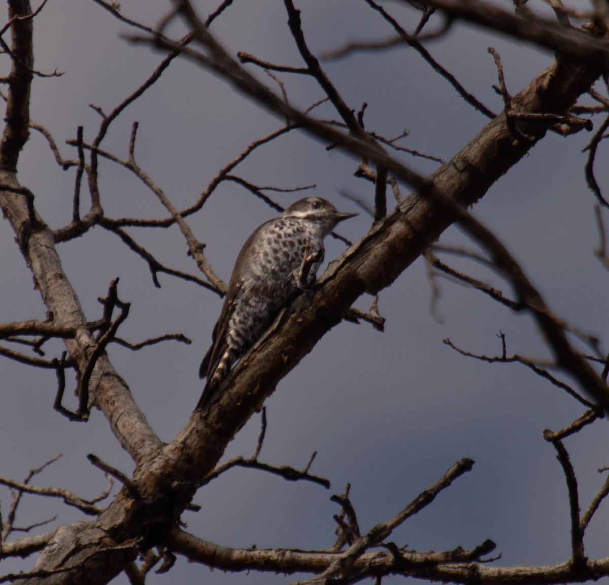 Arizona Woodpecker - ML642081496