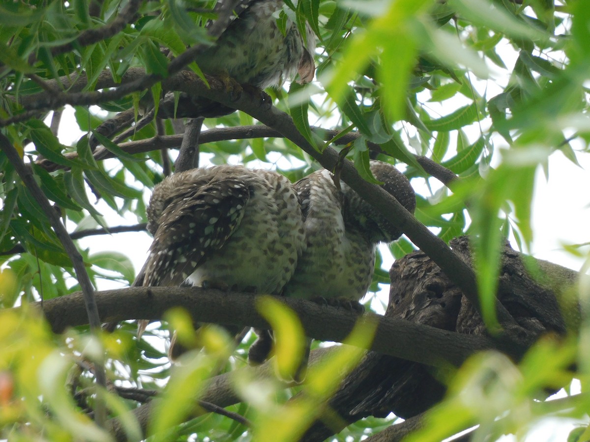 Spotted Owlet - ML642081500