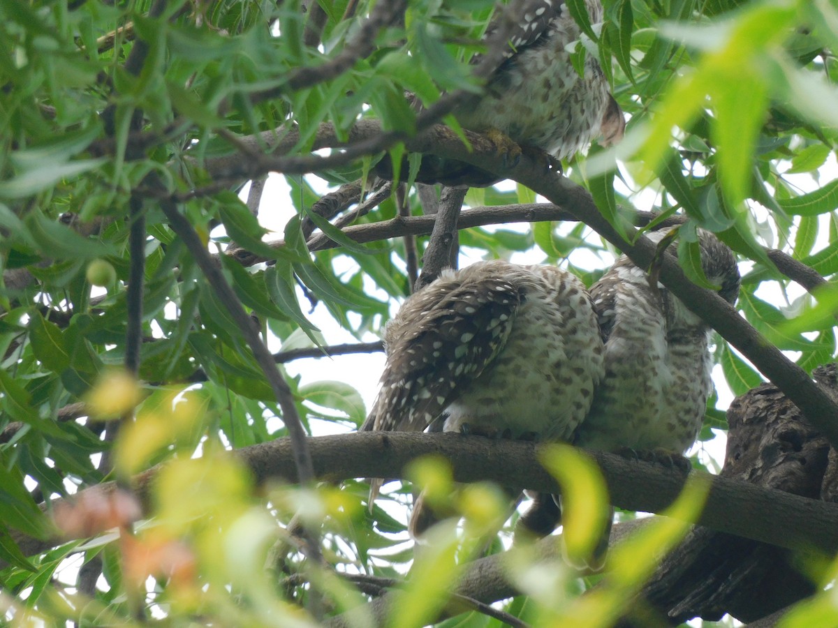 Spotted Owlet - ML642081501