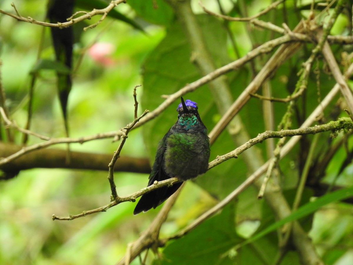 Talamanca Hummingbird - ML642081503