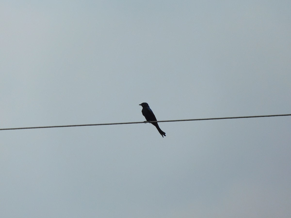 Black Drongo - ML642081507