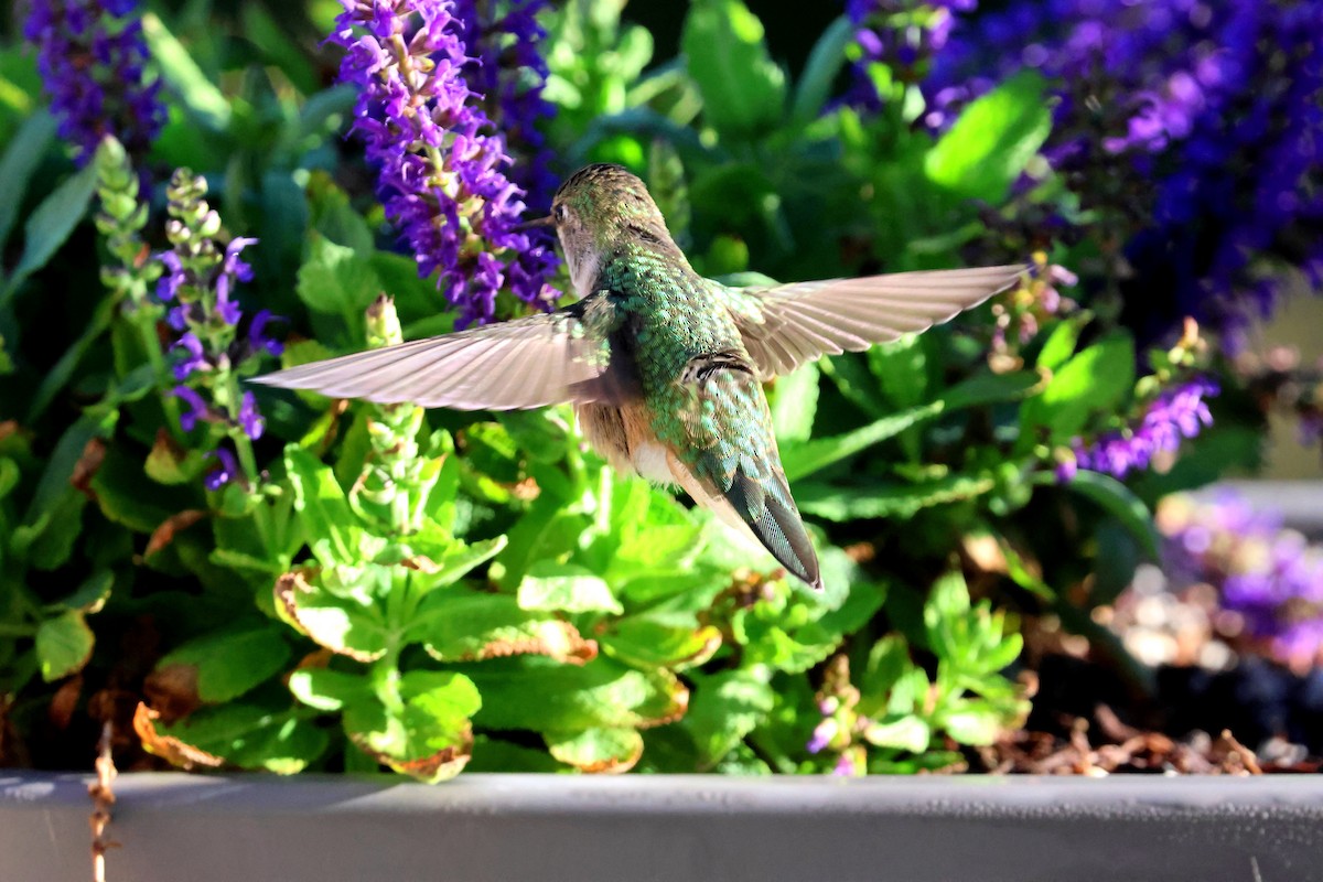 Broad-tailed Hummingbird - ML642081509