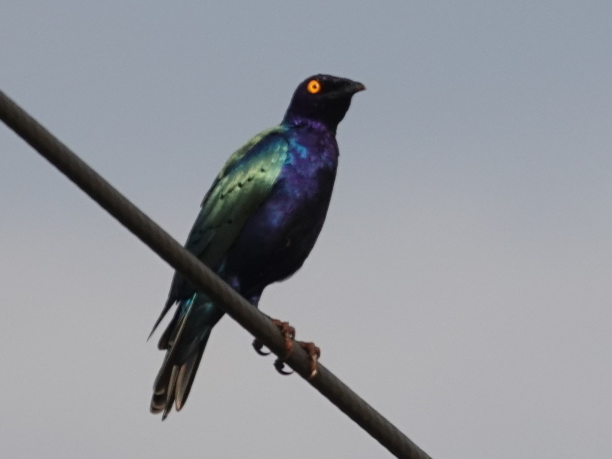 Purple Starling - ML642081512