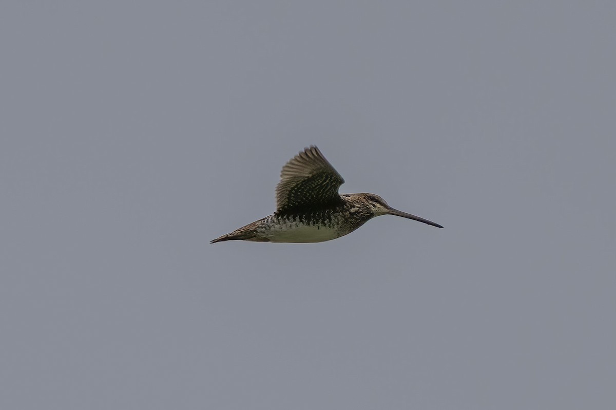 Wilson's Snipe - ML642081519