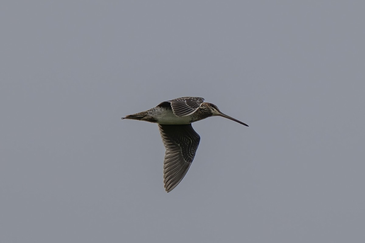Wilson's Snipe - ML642081525