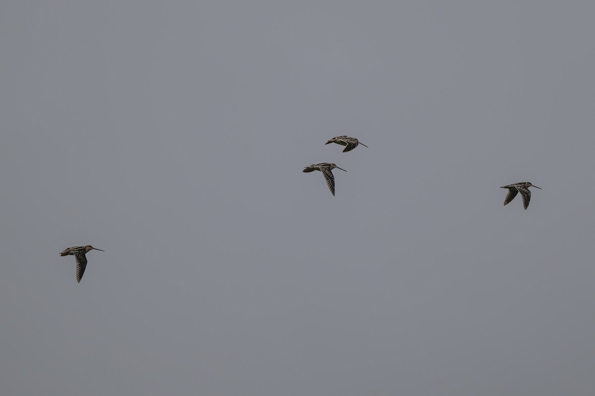 Wilson's Snipe - ML642081527