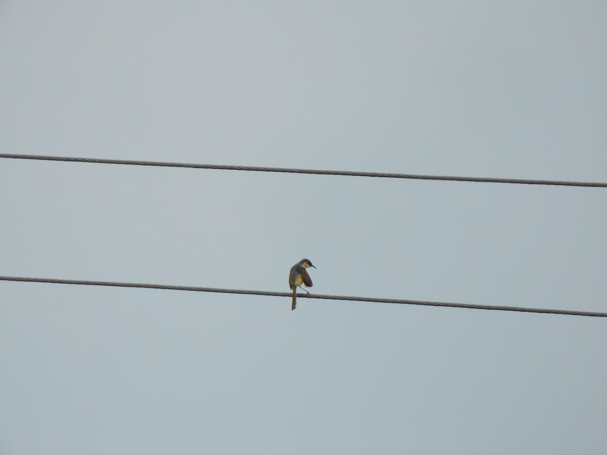 Ashy Prinia - ML642081528