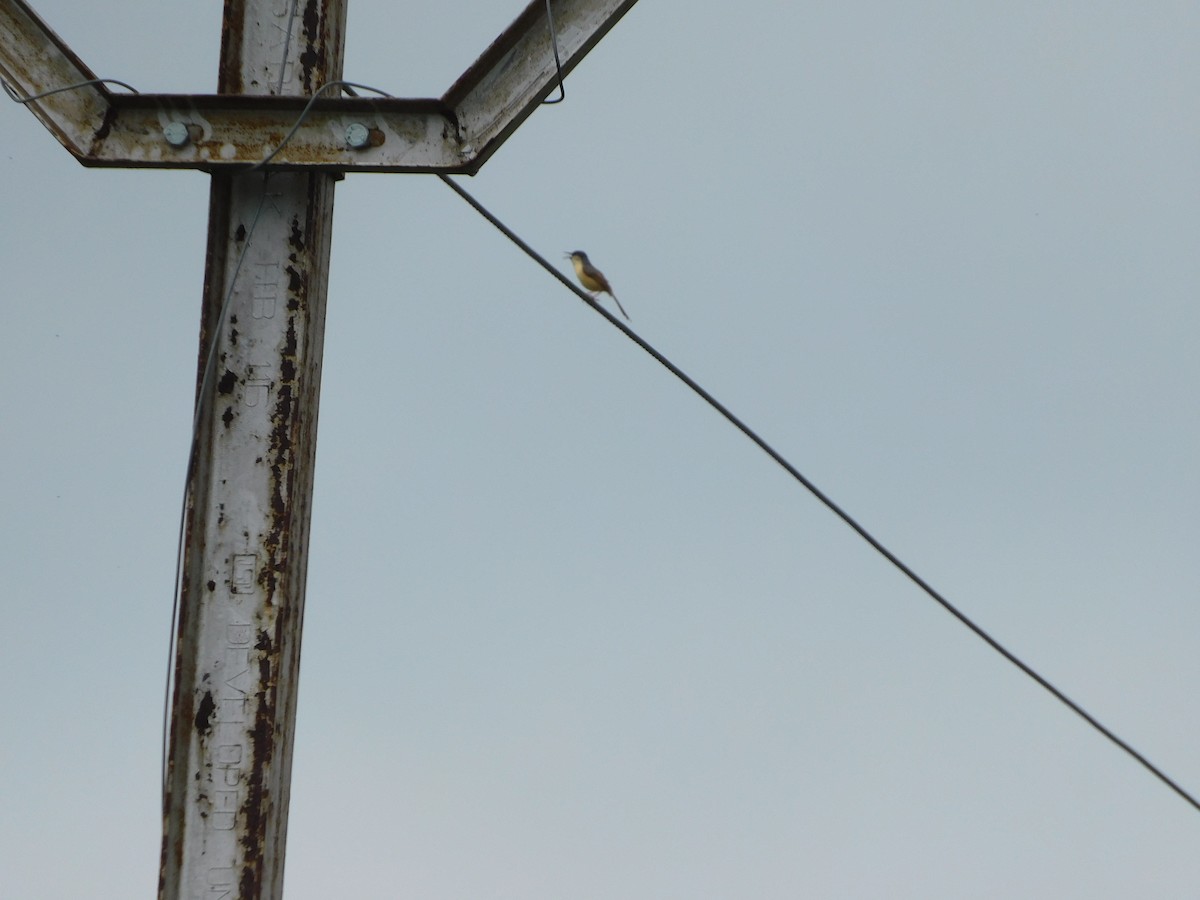 Ashy Prinia - ML642081529