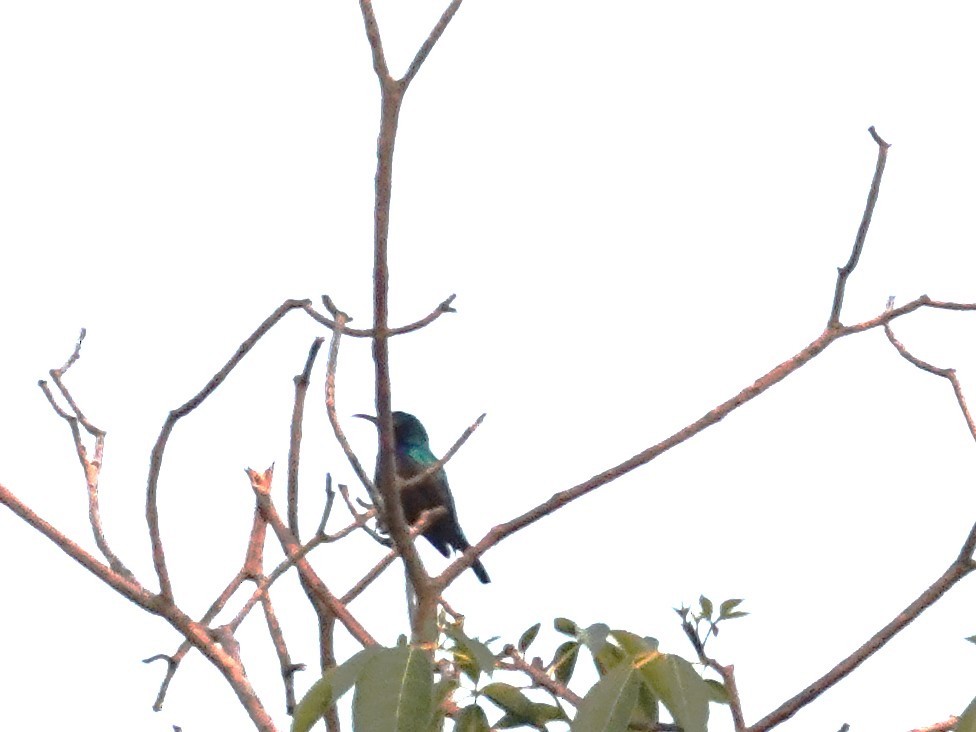 Purple-banded Sunbird - ML642081531
