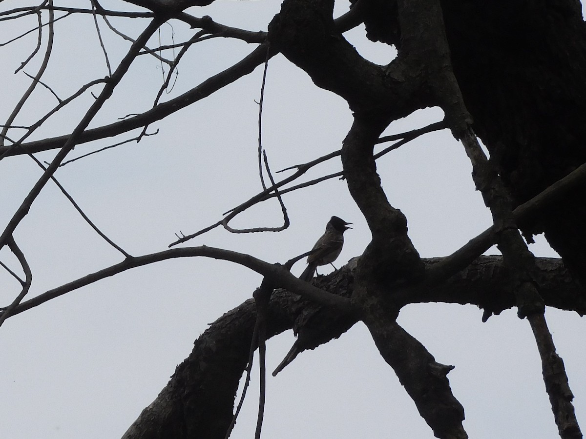 Red-vented Bulbul - ML642081537