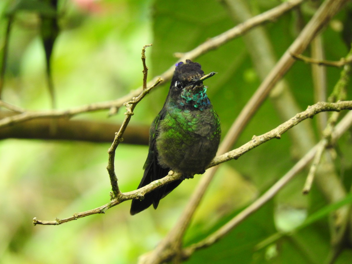 Talamanca Hummingbird - ML642081543