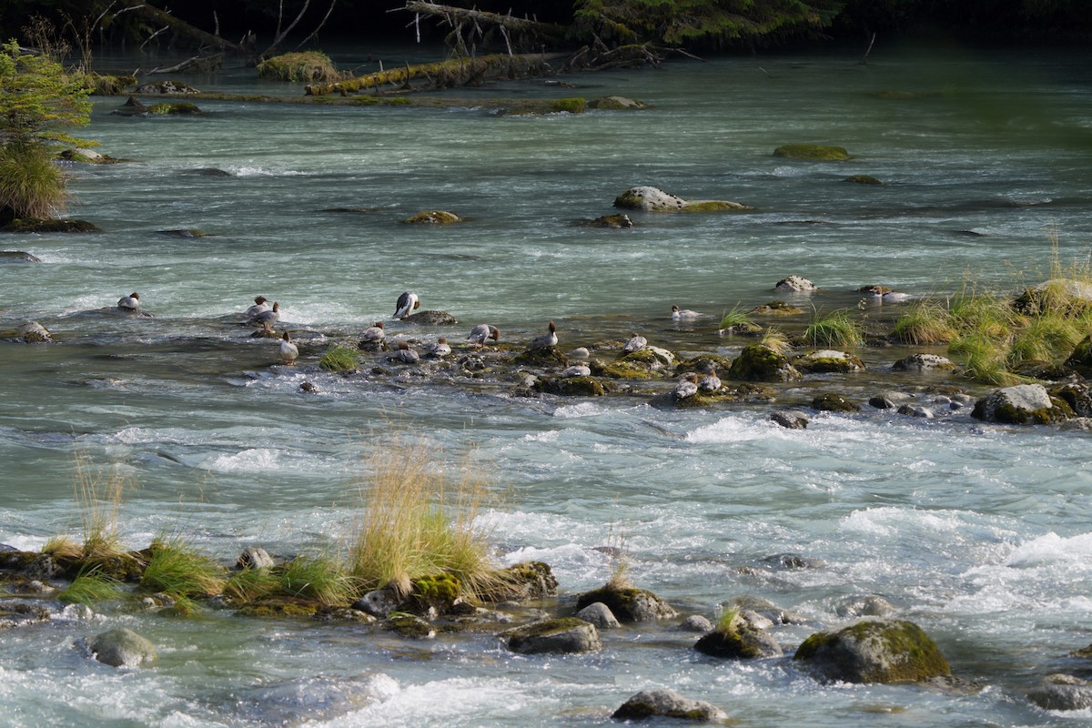 Common Merganser - ML642081545